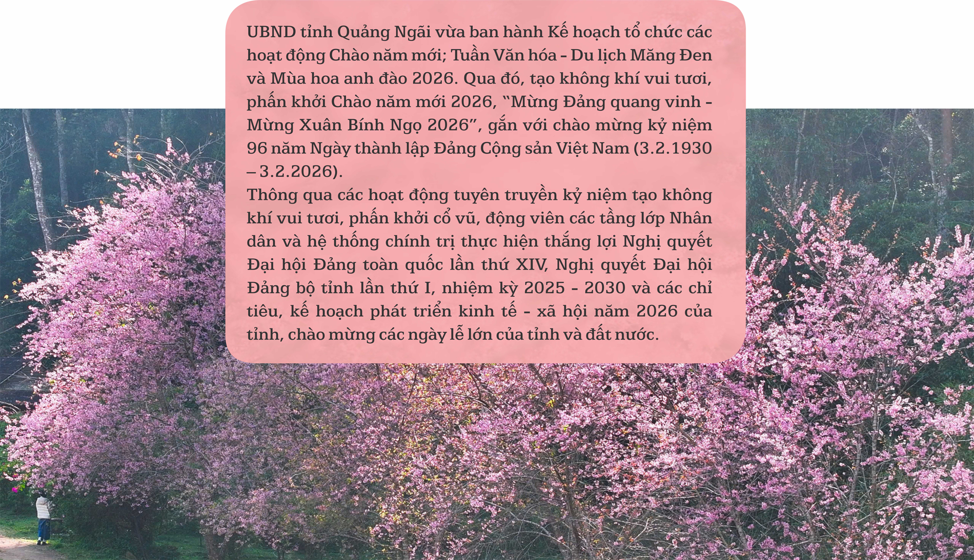 (Emagazine) Khám phá “thiên đường hoa anh đào” rực rỡ ở Quảng Ngãi - ảnh 11