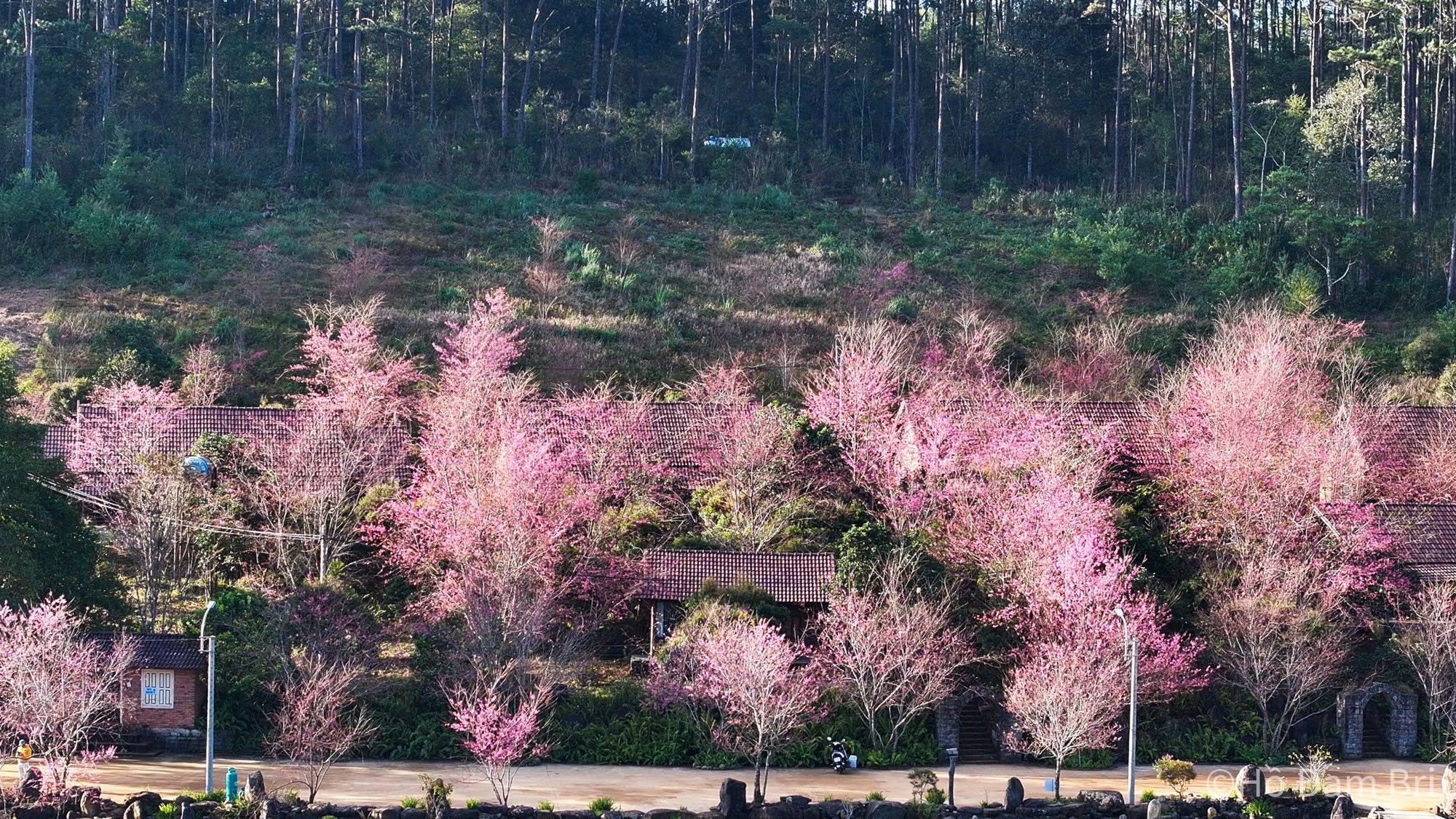 (Emagazine) Khám phá “thiên đường hoa anh đào” rực rỡ ở Quảng Ngãi - ảnh 2