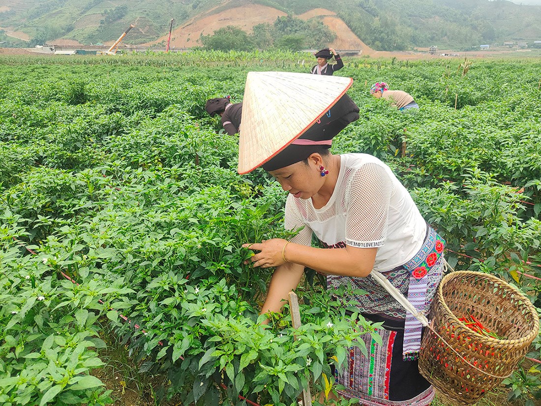 (Emagazine) Lai Châu khát vọng tăng trưởng hai con số: Từ quyết tâm đến hành động - ảnh 5