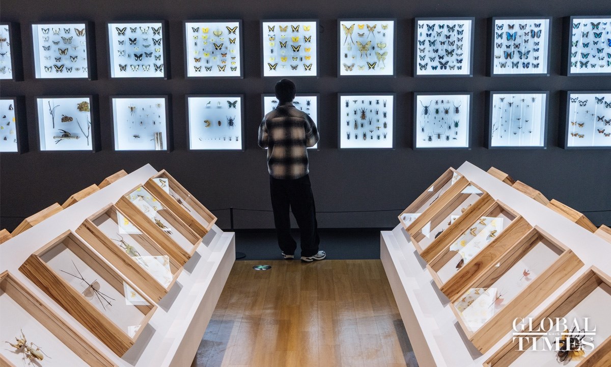 Bên trong Bảo tàng Côn trùng lớn nhất Bắc Kinh - ảnh 6