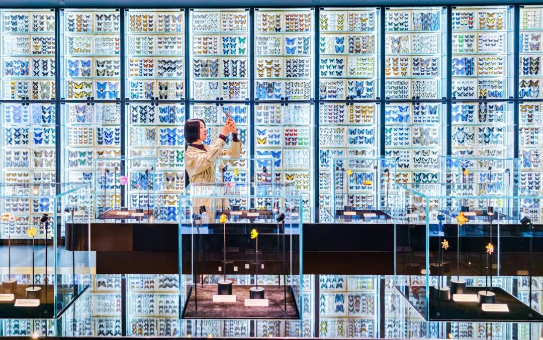 Bên trong Bảo tàng Côn trùng lớn nhất Bắc Kinh - ảnh 1