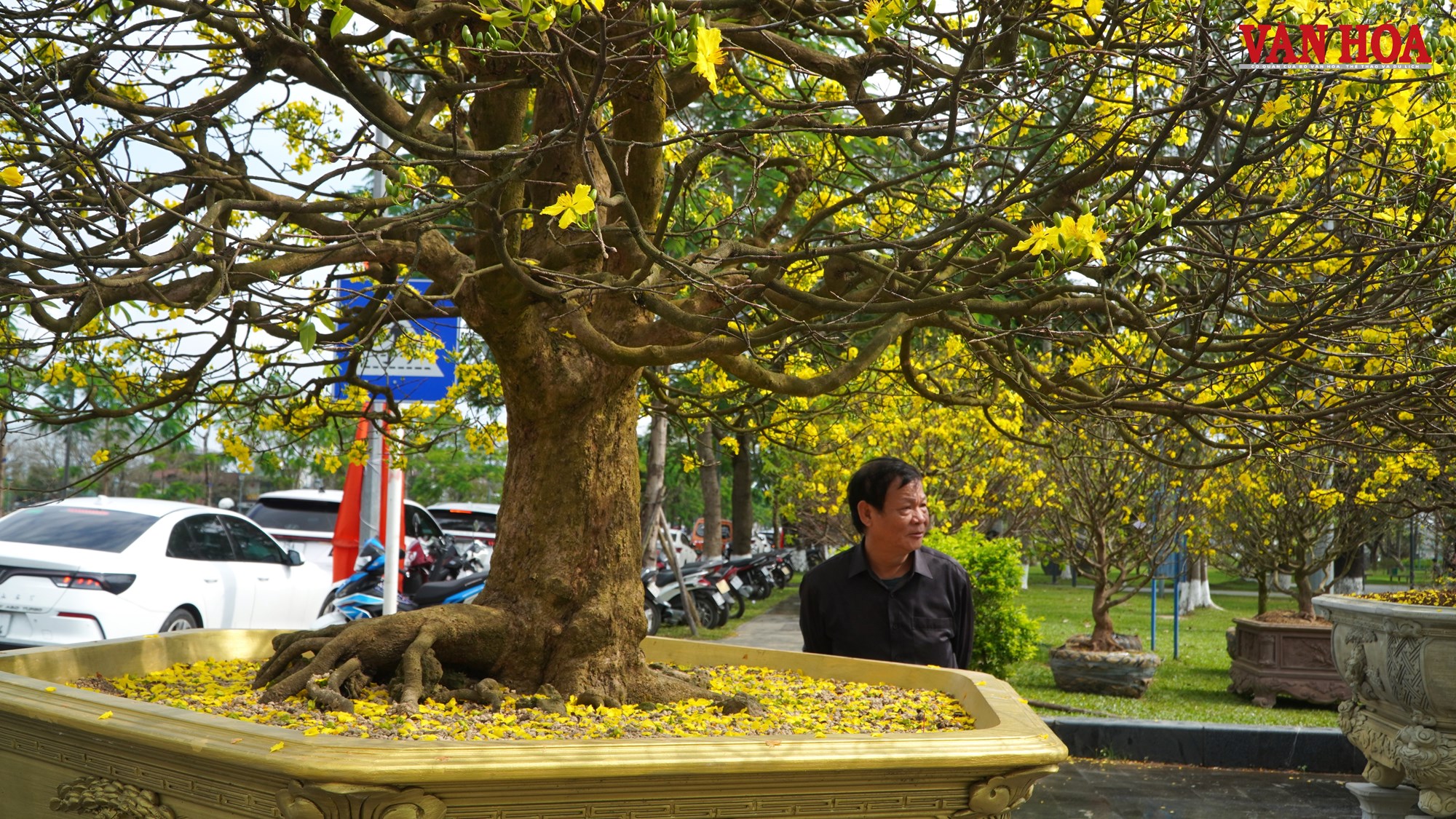 Ngắm những tuyệt tác Hoàng mai Huế bên dòng sông Hương - ảnh 8