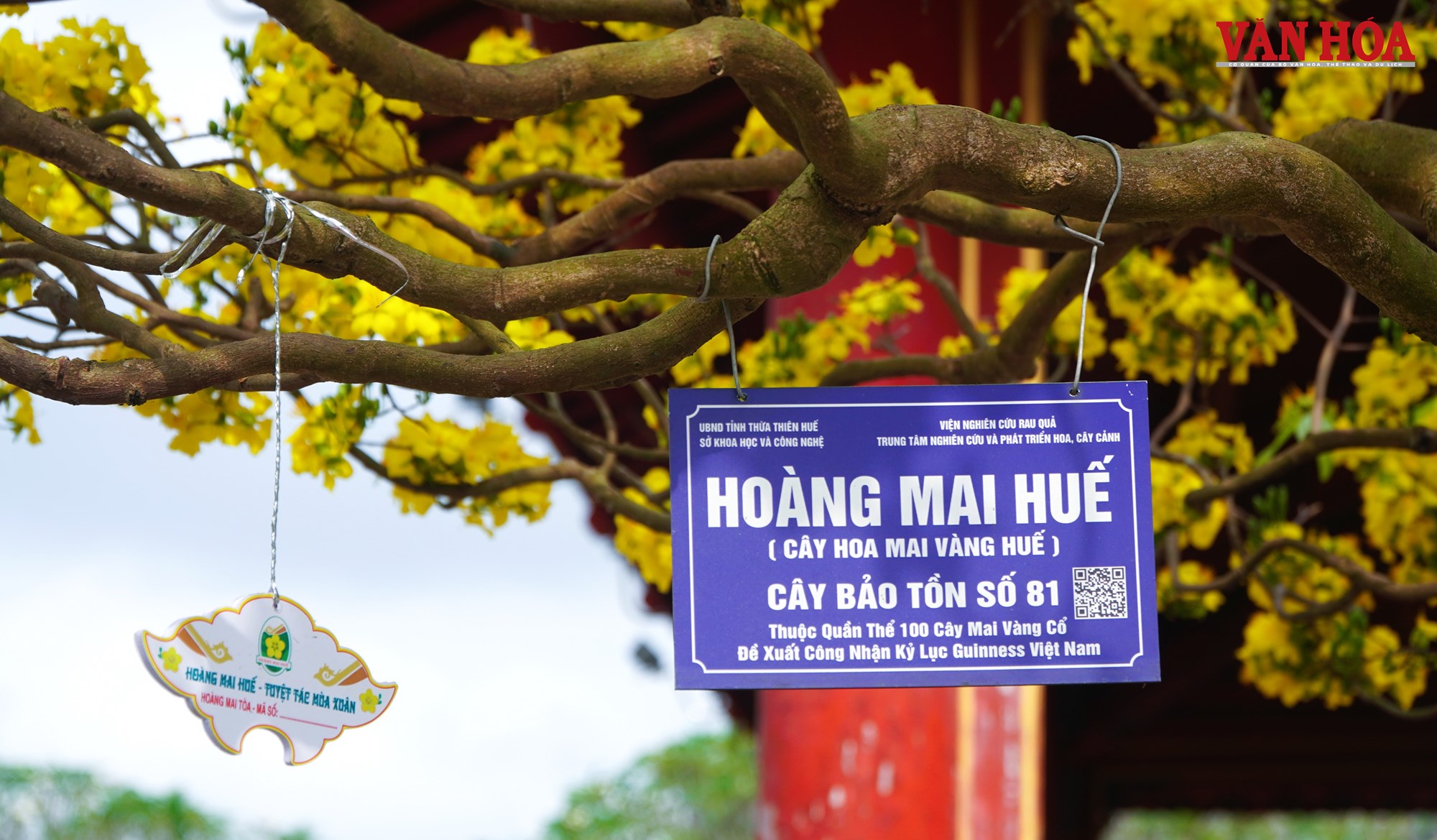 Ngắm những tuyệt tác Hoàng mai Huế bên dòng sông Hương - ảnh 3