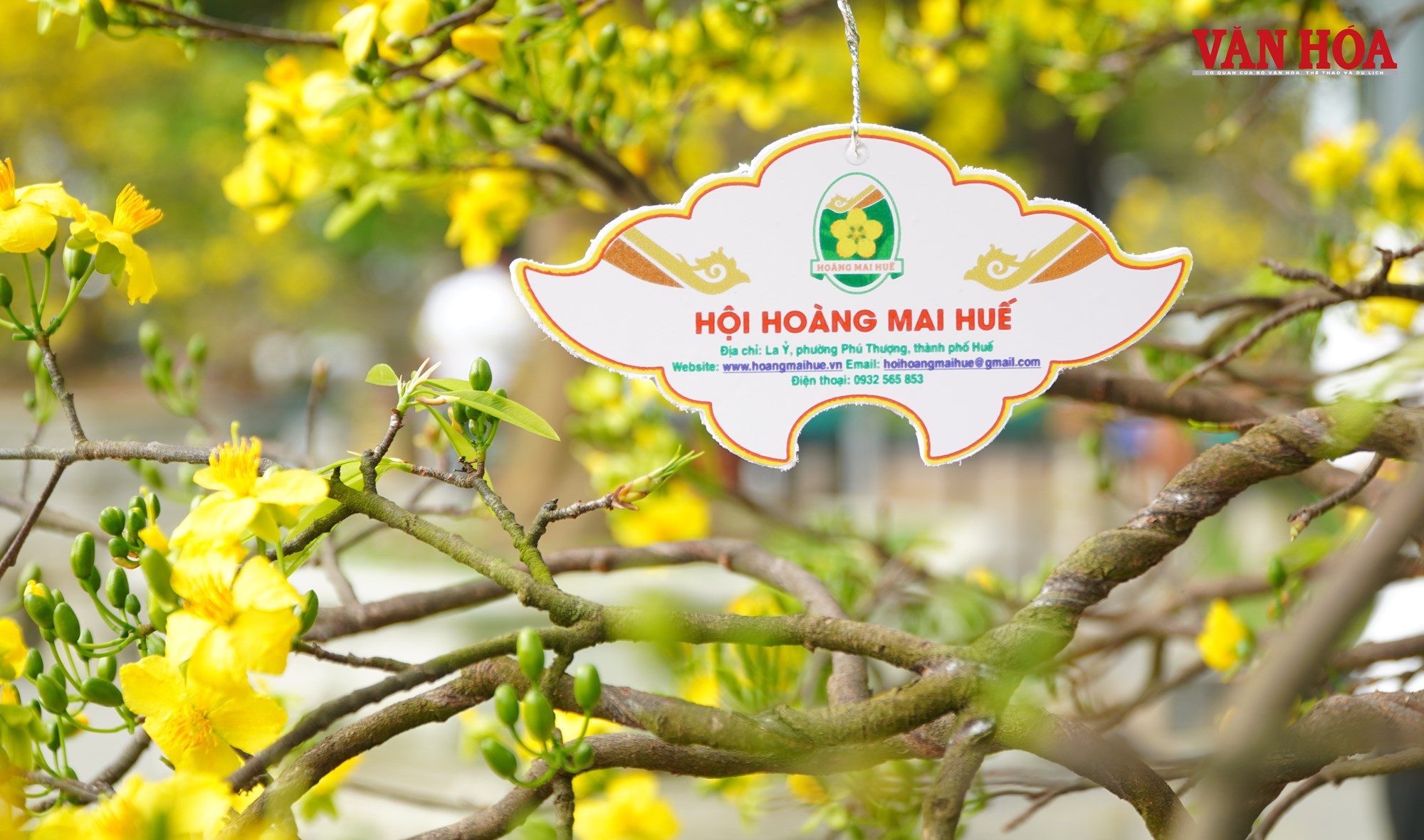 Ngắm những tuyệt tác Hoàng mai Huế bên dòng sông Hương - ảnh 4