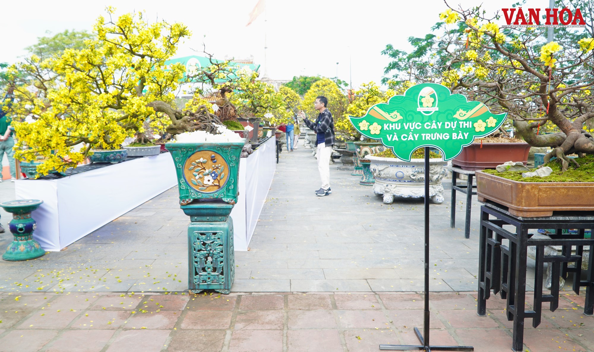 Ngắm những tuyệt tác Hoàng mai Huế bên dòng sông Hương - ảnh 2