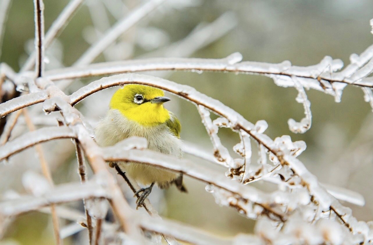 Phia Oắc mùa lạnh: Vương quốc băng giữa lòng Cao Bằng - ảnh 3
