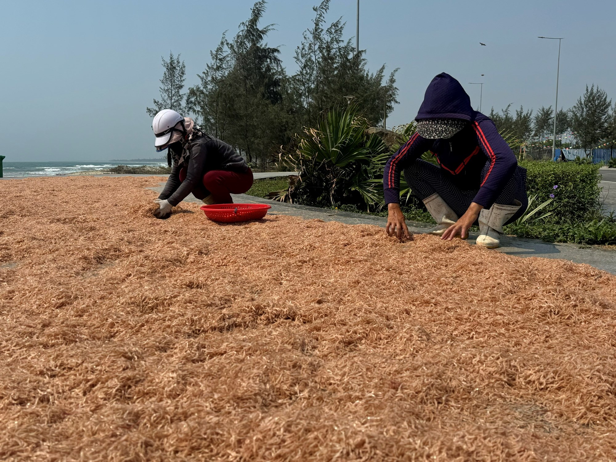 Trúng mùa ruốc biển, ngư dân thu tiền triệu mỗi ngày - ảnh 5