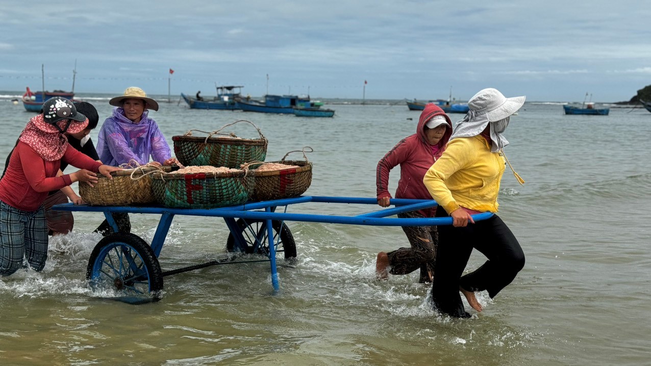 Ngư dân vùng biển Quảng Ngãi trúng ruốc đầu năm - ảnh 1