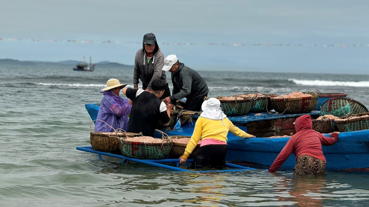 Ngư dân vùng biển Quảng Ngãi trúng ruốc đầu năm - ảnh 3