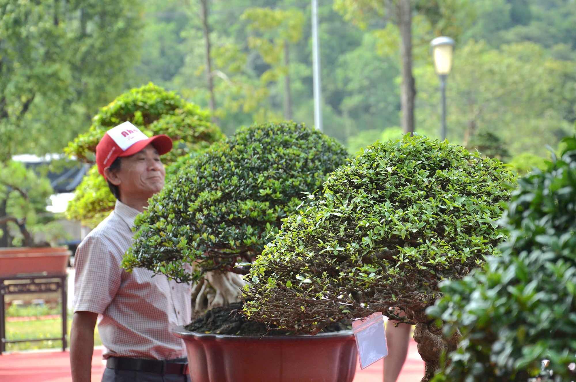 Hơn 1.000 tác phẩm tham gia Hội chợ sinh vật cảnh Quảng Ngãi - ảnh 2