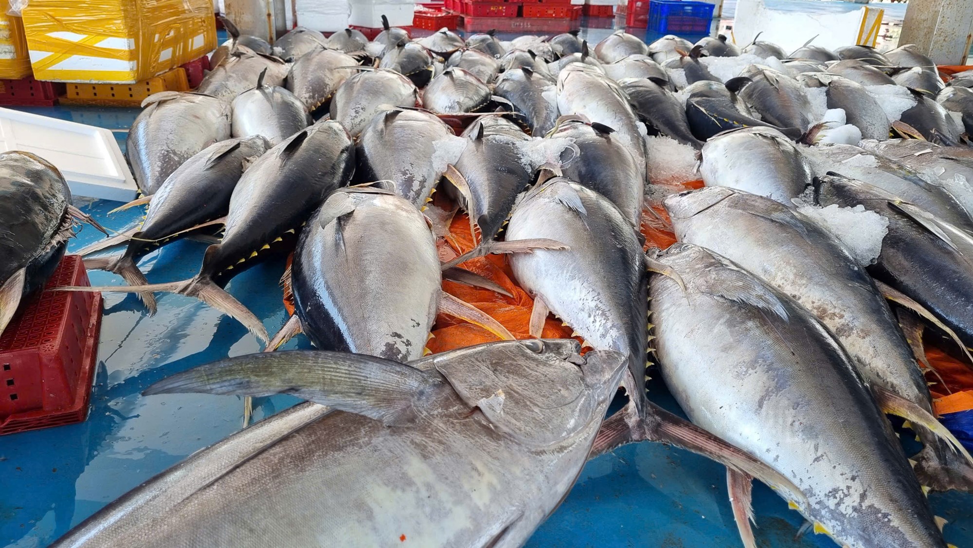 Tàu cá Quảng Ngãi bội thu hải sản, ngư dân phấn khởi sau chuyến biển xa - ảnh 7