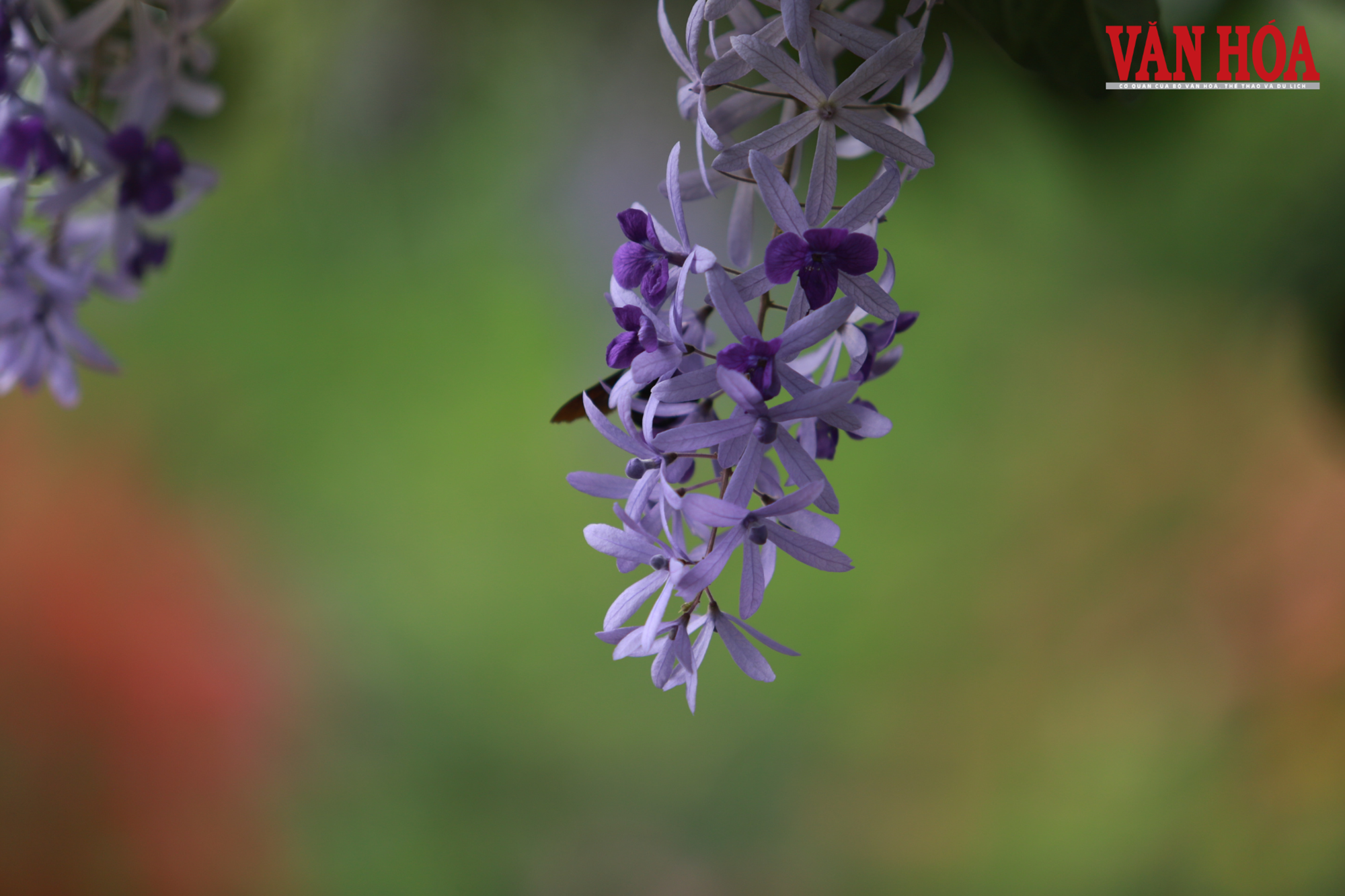 Từ đất hoang sơ thành đảo hoa hút khách giữa lòng hồ Núi Cốc - ảnh 3