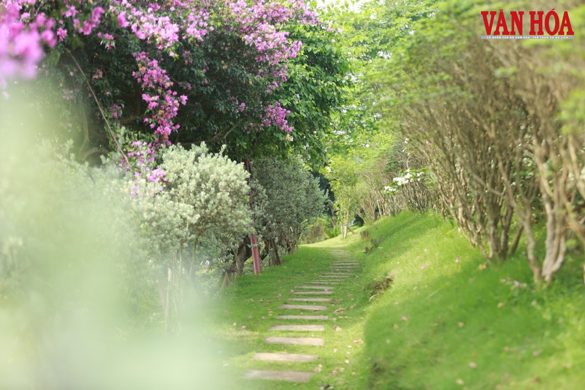 Từ đất hoang sơ thành đảo hoa hút khách giữa lòng hồ Núi Cốc - ảnh 2