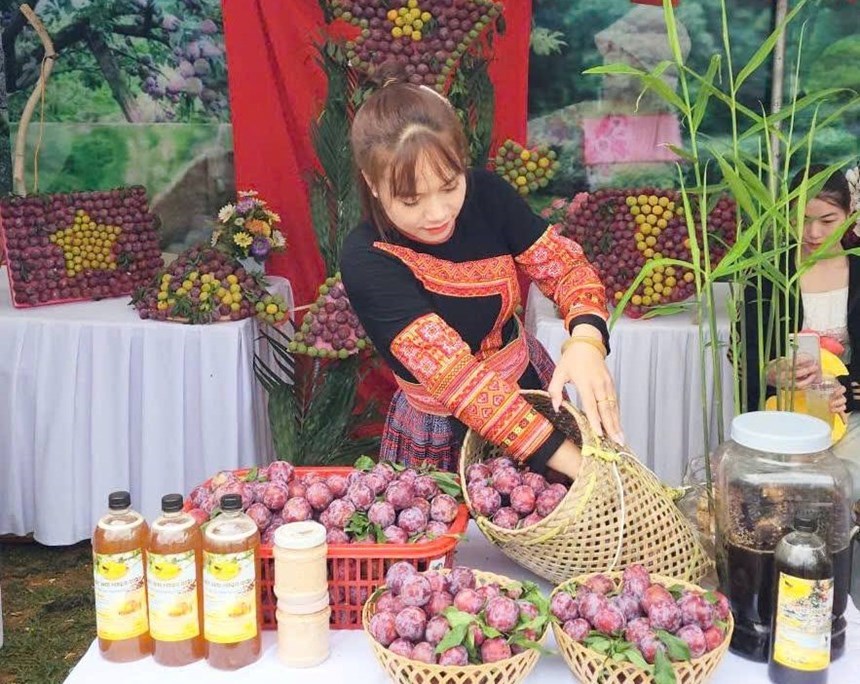 Những trái mận hậu Phiêng Khoài chín mọng