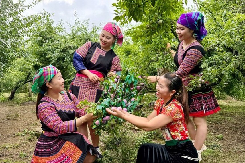 Chương trình nghệ thuật tại ngày hội mận Phiêng Khoài