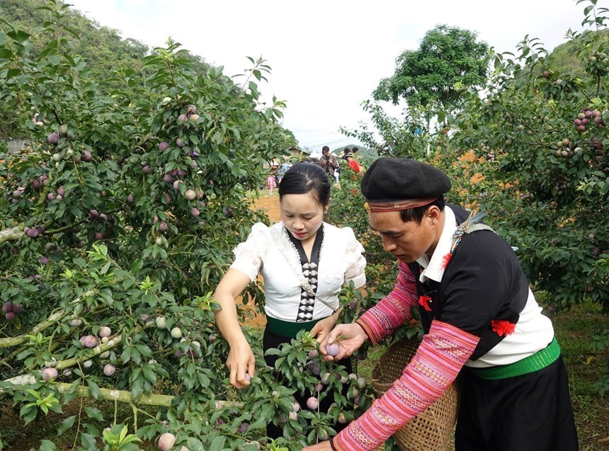 Du khách trải nghiệm ngày hội mận Phiêng Khoài