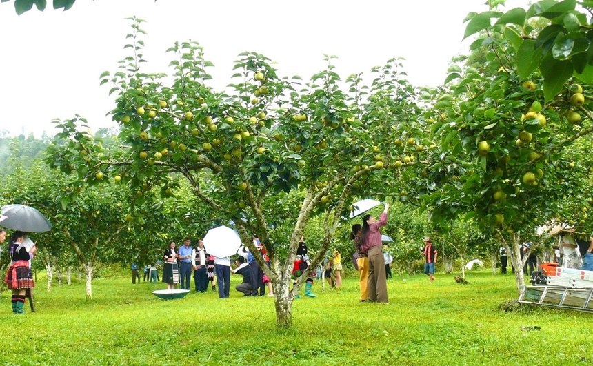 Du khách trải nghiệm hái lê và khám phá văn hóa địa phương tại Tân Phong
