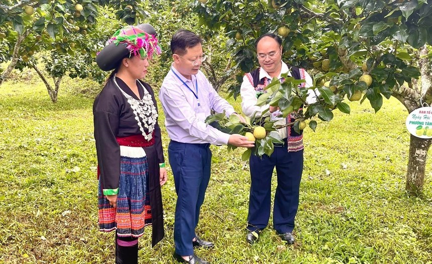 Các đại biểu trao đổi kỹ thuật chăm sóc cây lê với người dân Tân Phong