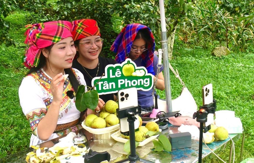 Phiên livestream quảng bá và bán lê Nùng Nàng trực tiếp tại vườn ở Tân Phong