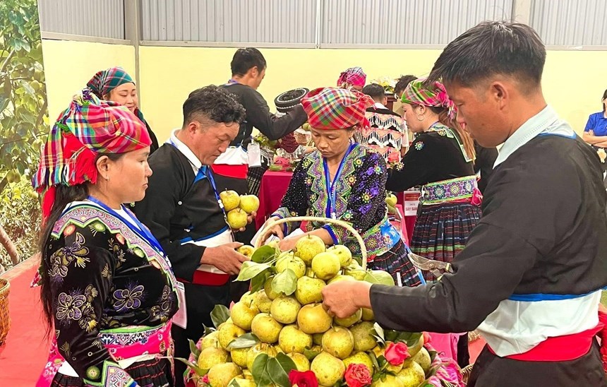 Người dân Tân Phong tham gia hội thi thu hoạch lê Nùng Nàng tại vườn