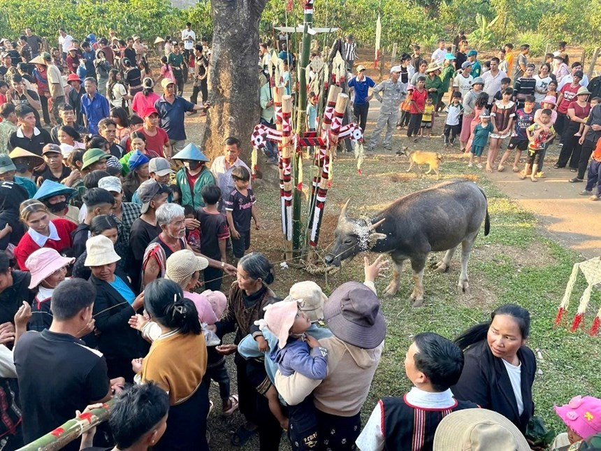 Người dân tung gạo cầu may trong nghi lễ hiến sinh của người Jrai