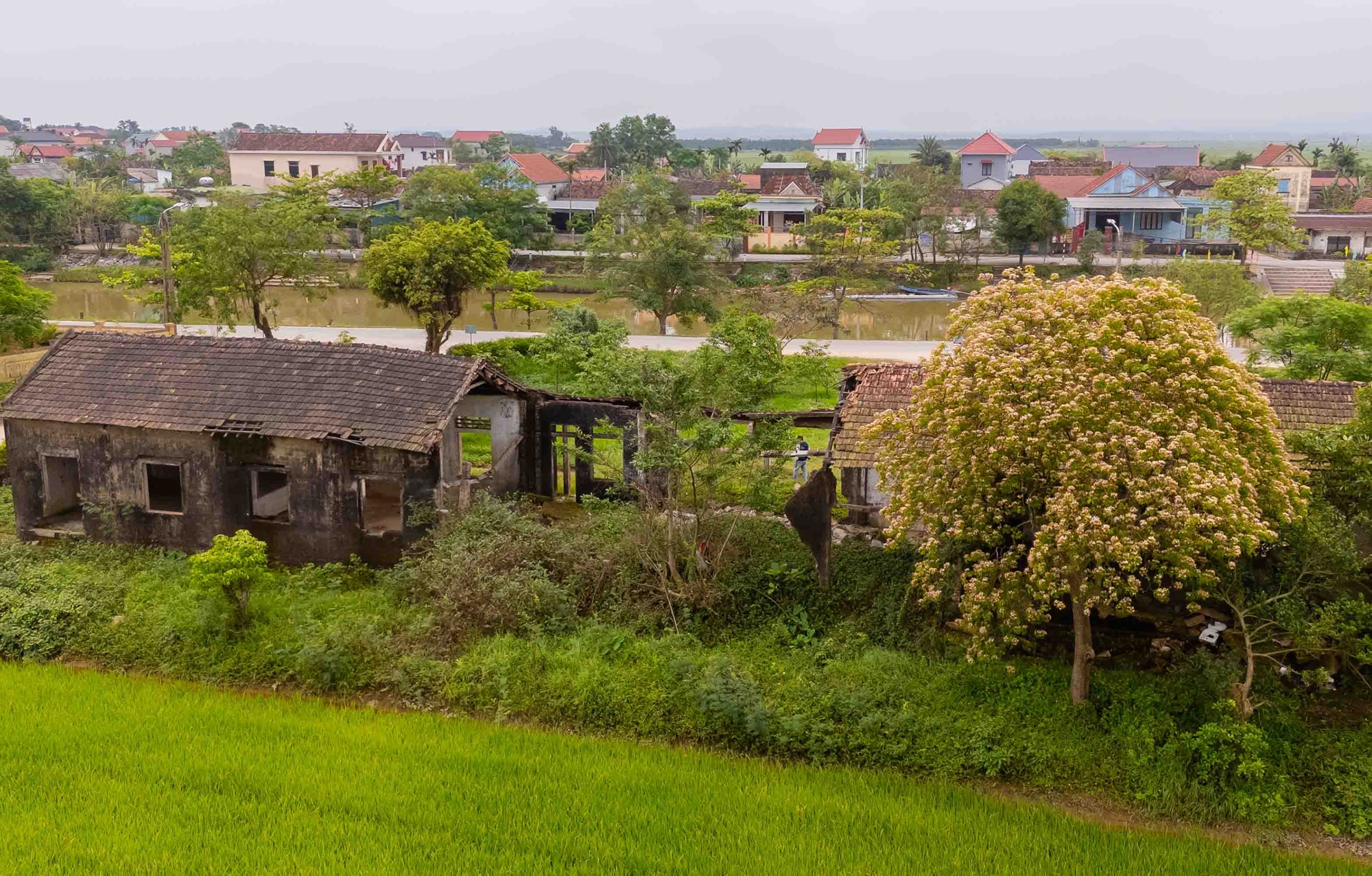 Mùa hoa bún khoe sắc bên dòng Kiến Giang - ảnh 9