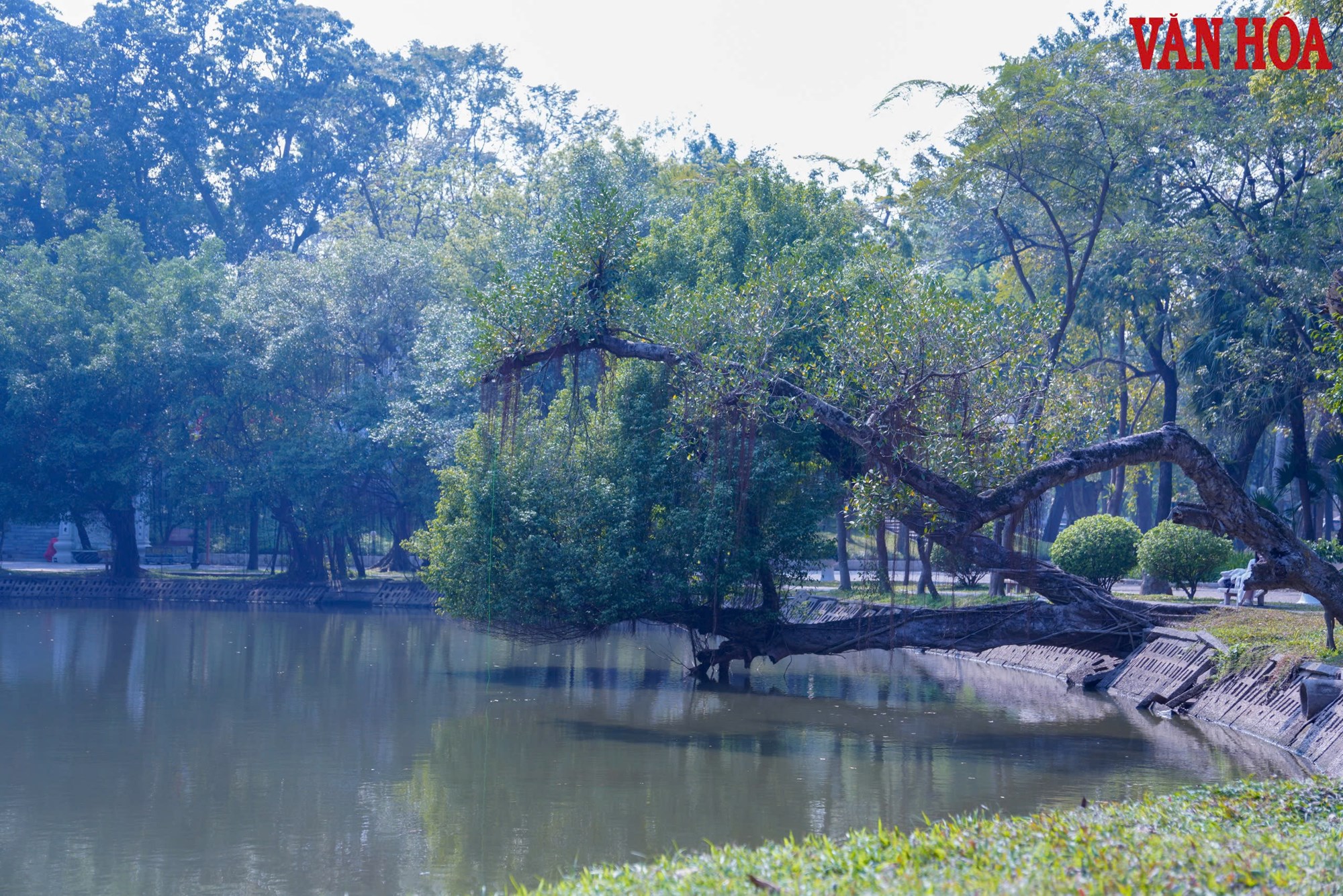 Công viên Bách Thảo thông thoáng hơn sau khi hạ rào sắt - ảnh 9