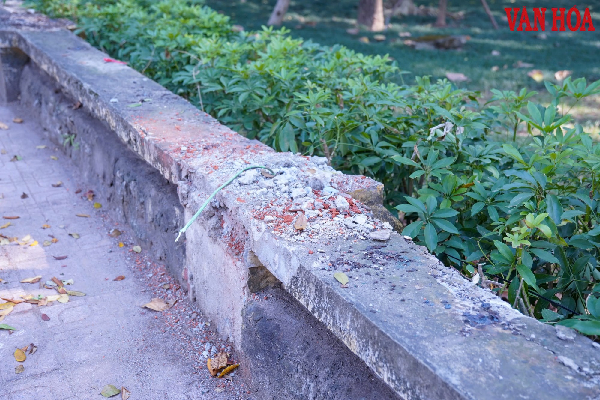 Công viên Bách Thảo thông thoáng hơn sau khi hạ rào sắt - ảnh 3