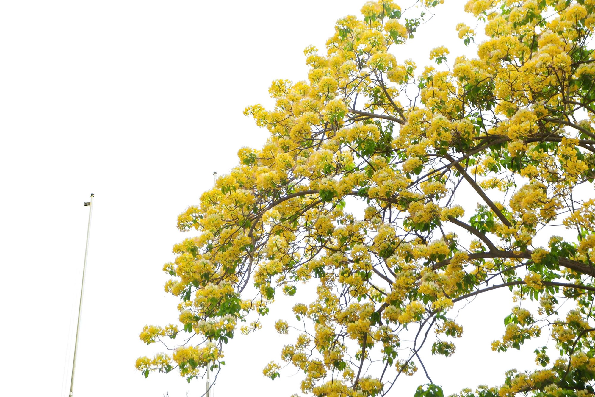 Người Hà Nội đi “săn” ảnh hoa bún chỉ nở một lần trong năm - ảnh 5