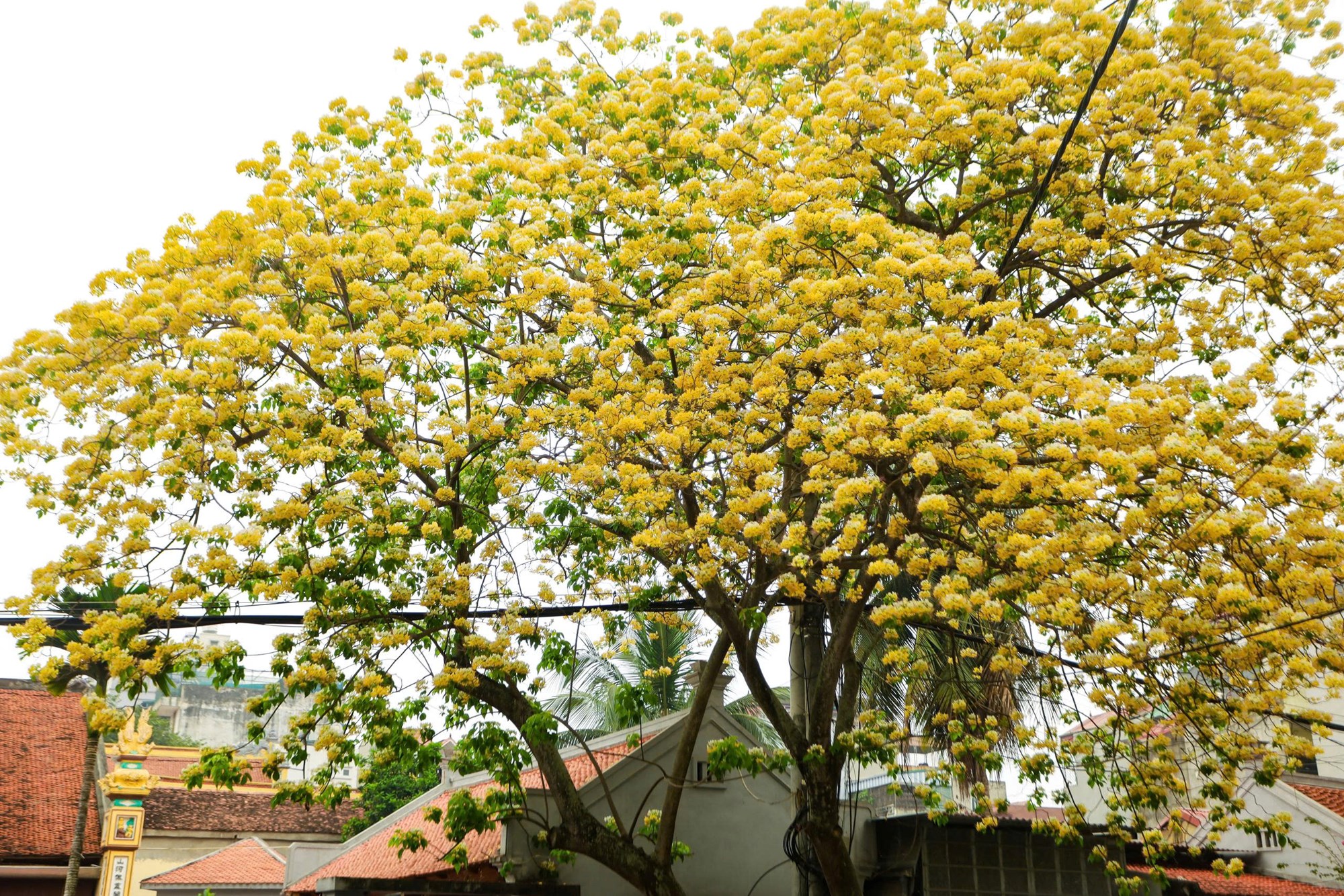 Người Hà Nội đi “săn” ảnh hoa bún chỉ nở một lần trong năm - ảnh 3