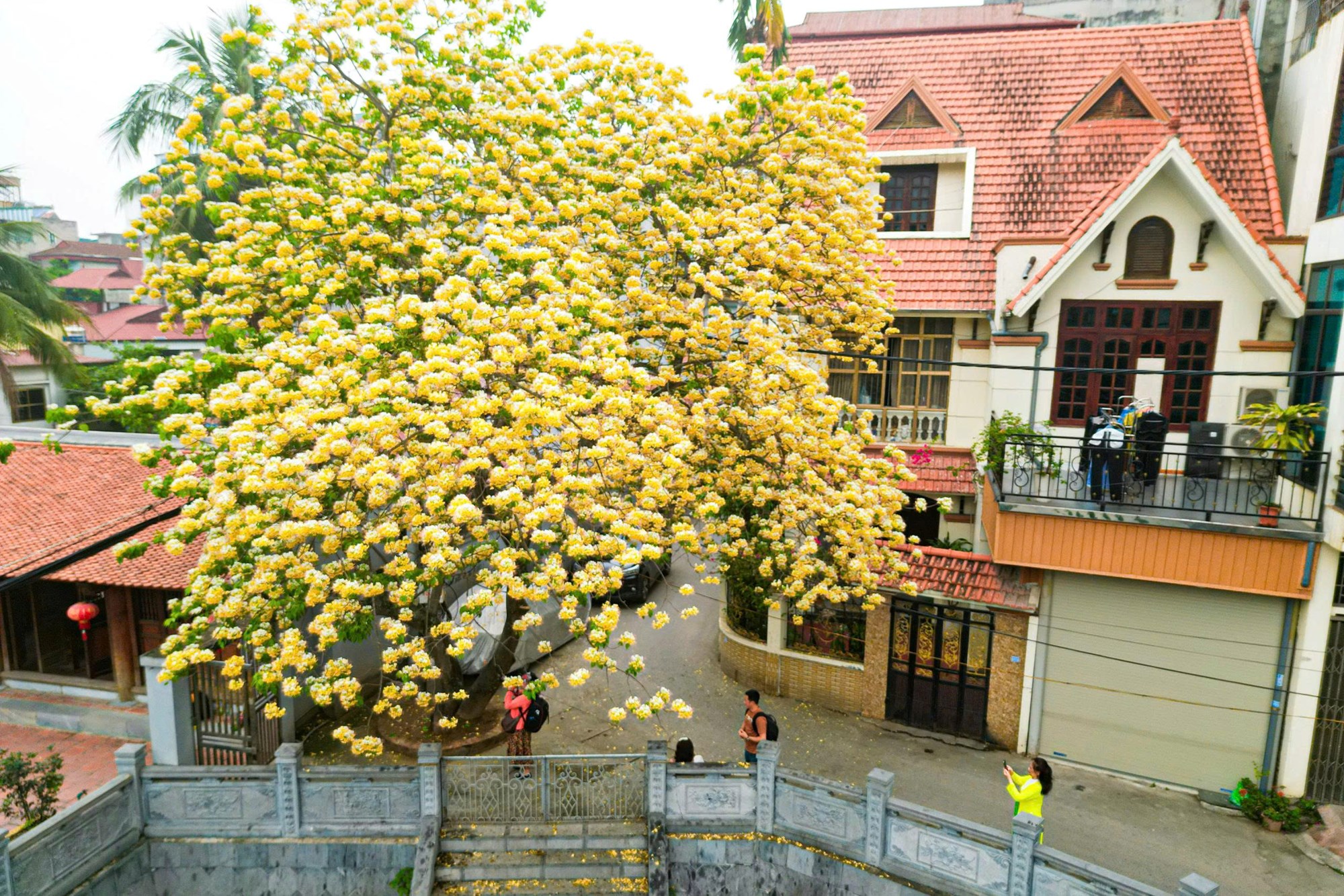 Người Hà Nội đi “săn” ảnh hoa bún chỉ nở một lần trong năm - ảnh 2