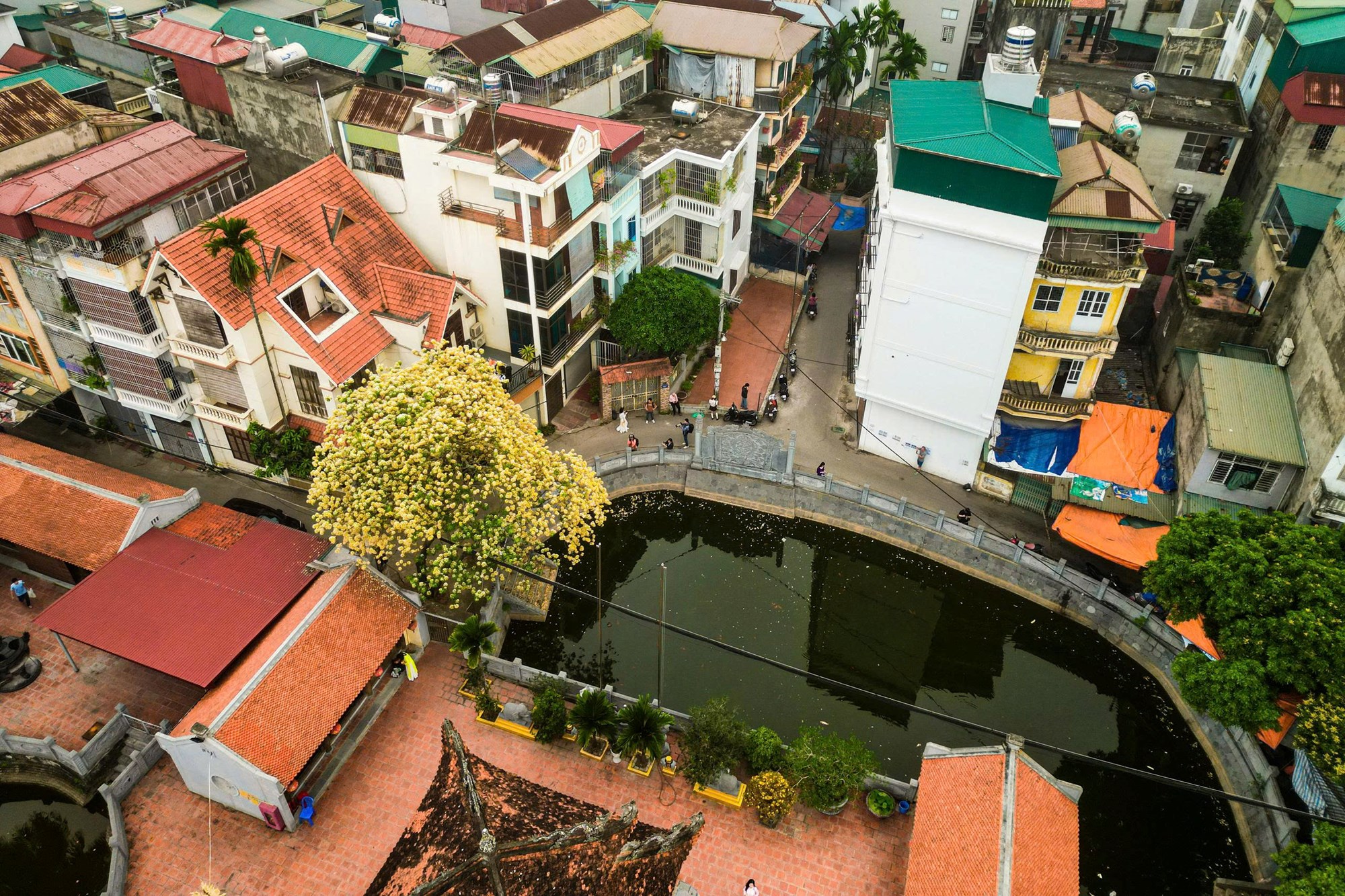 Người Hà Nội đi “săn” ảnh hoa bún chỉ nở một lần trong năm - ảnh 1