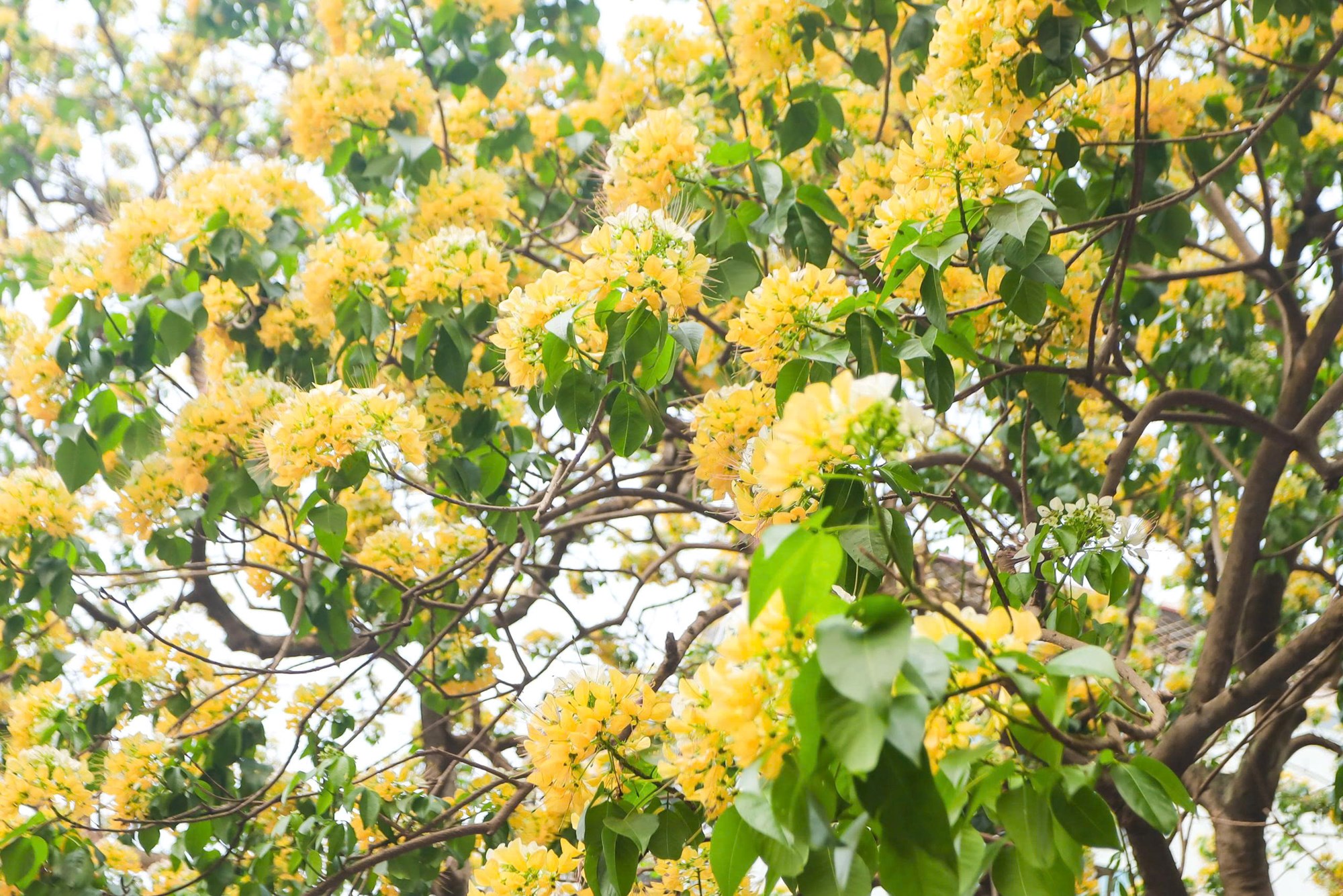 Người Hà Nội đi “săn” ảnh hoa bún chỉ nở một lần trong năm - ảnh 4