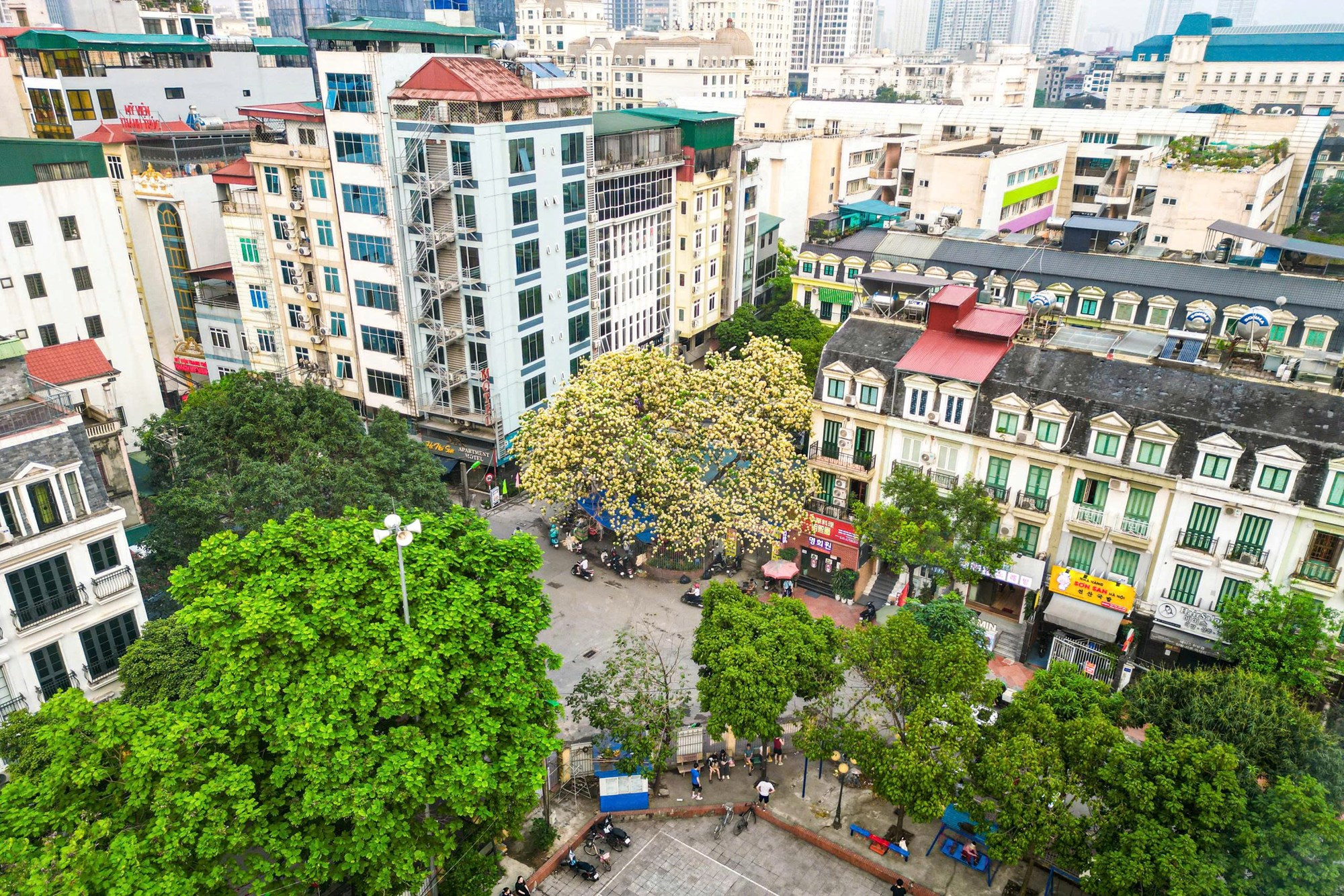 Người Hà Nội đi “săn” ảnh hoa bún chỉ nở một lần trong năm - ảnh 6