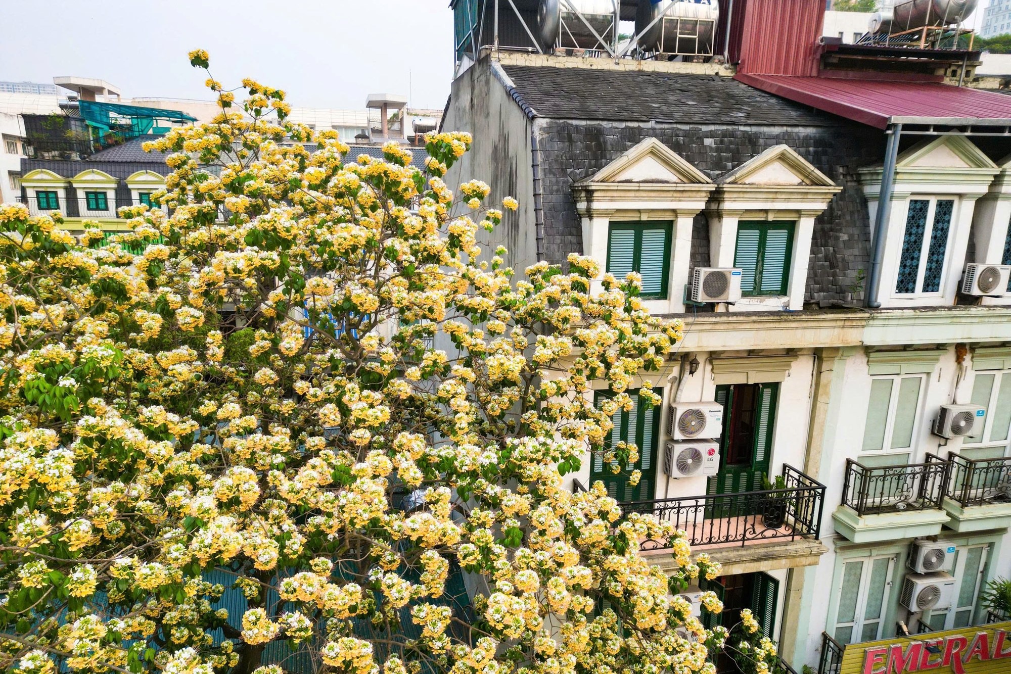 Người Hà Nội đi “săn” ảnh hoa bún chỉ nở một lần trong năm - ảnh 7