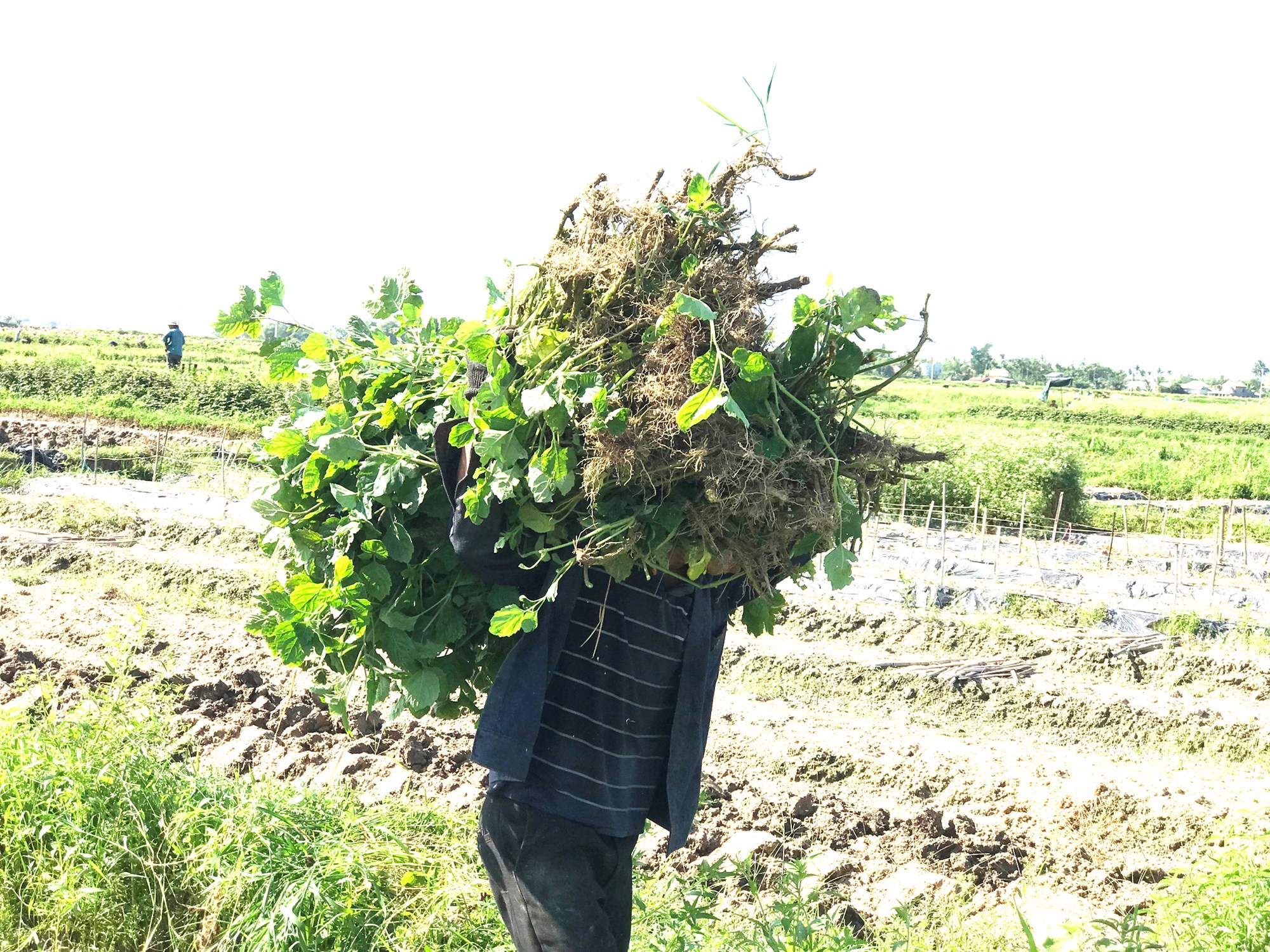 Thơm hương thuốc Nam - ảnh 2