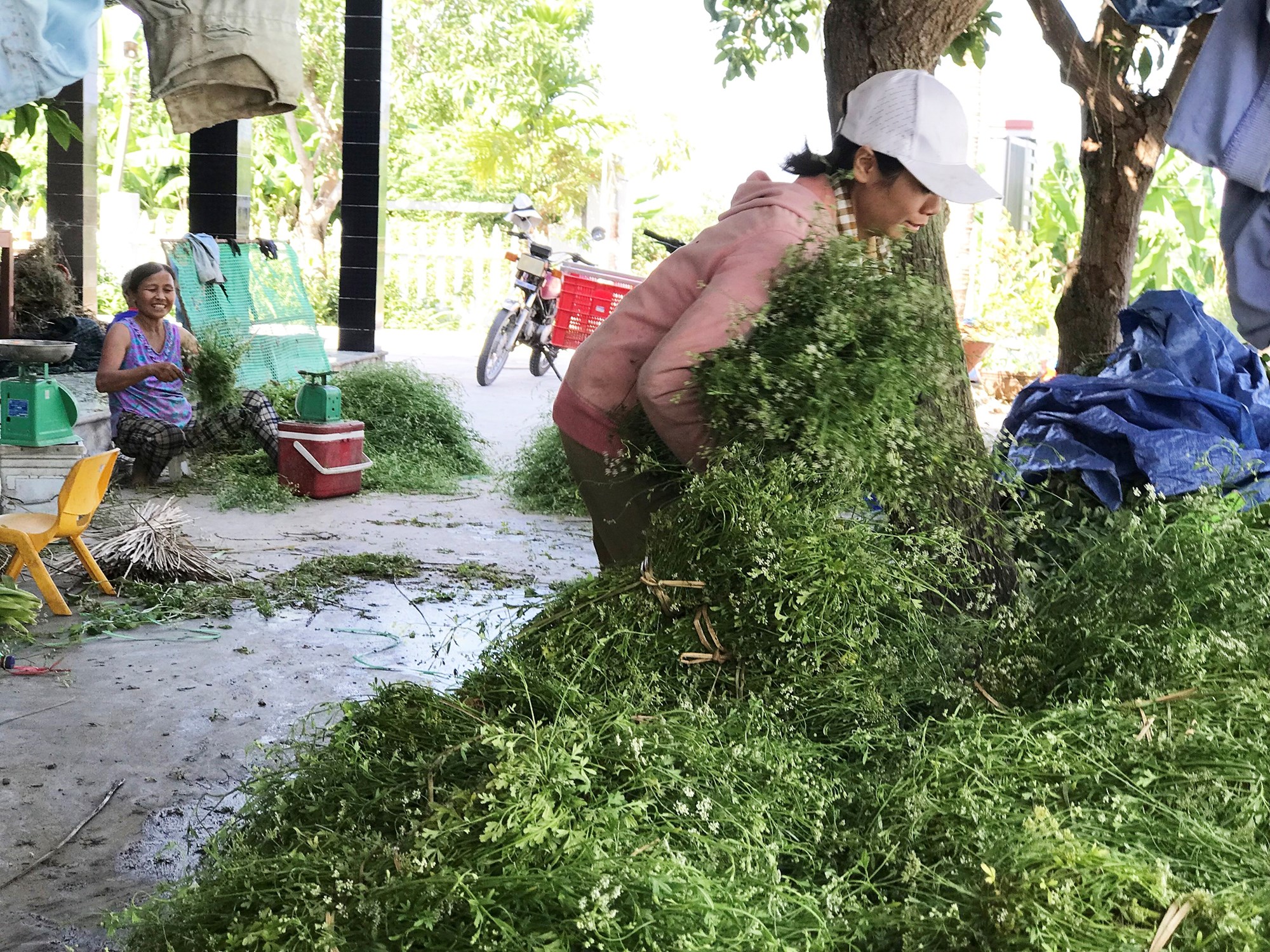 Thơm hương thuốc Nam - ảnh 6