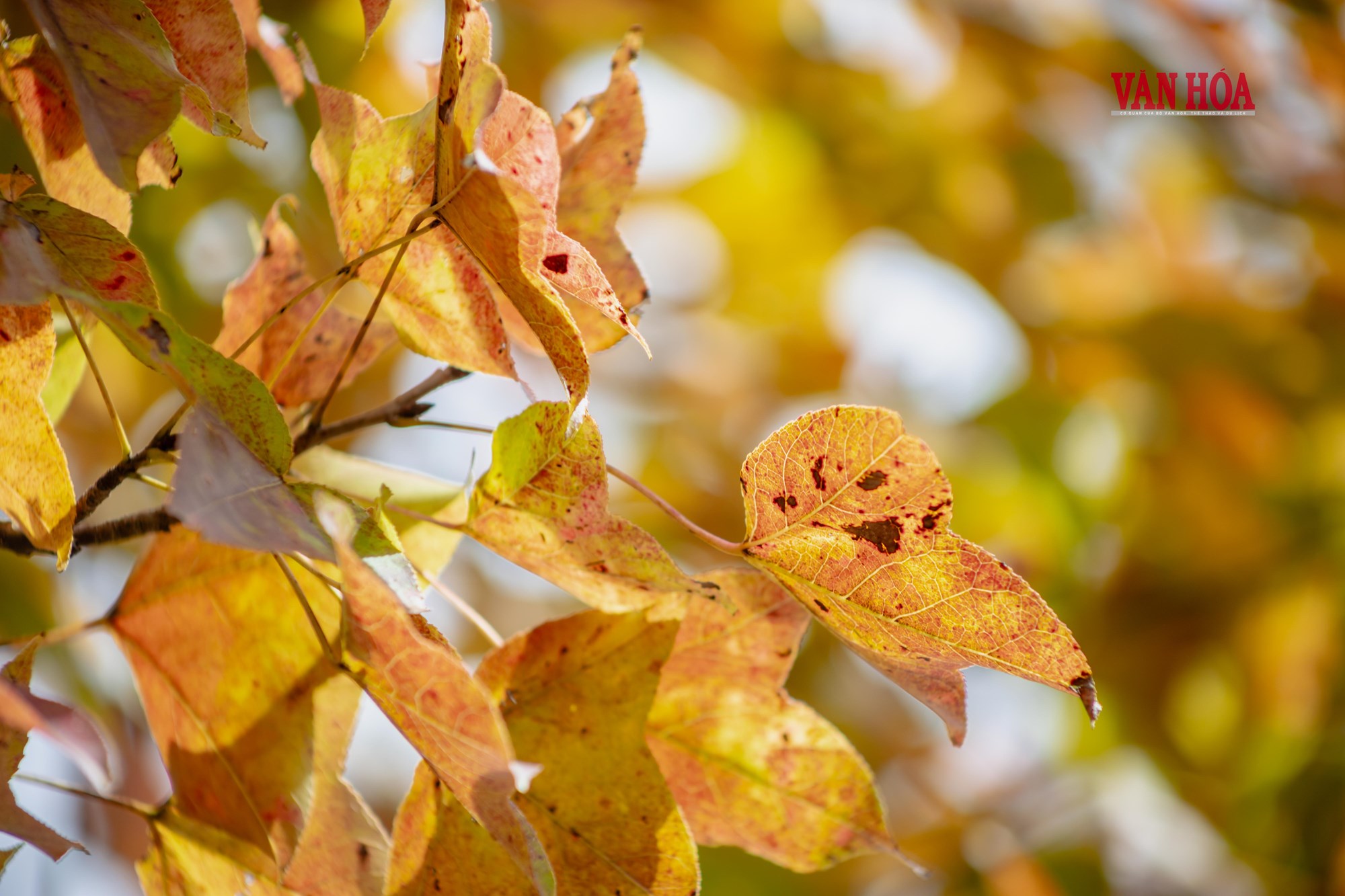 Mãn nhãn với mùa phong hương trút lá - ảnh 9
