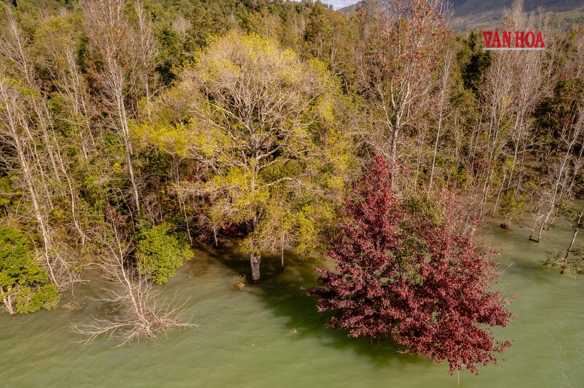 Mãn nhãn với mùa phong hương trút lá - ảnh 5