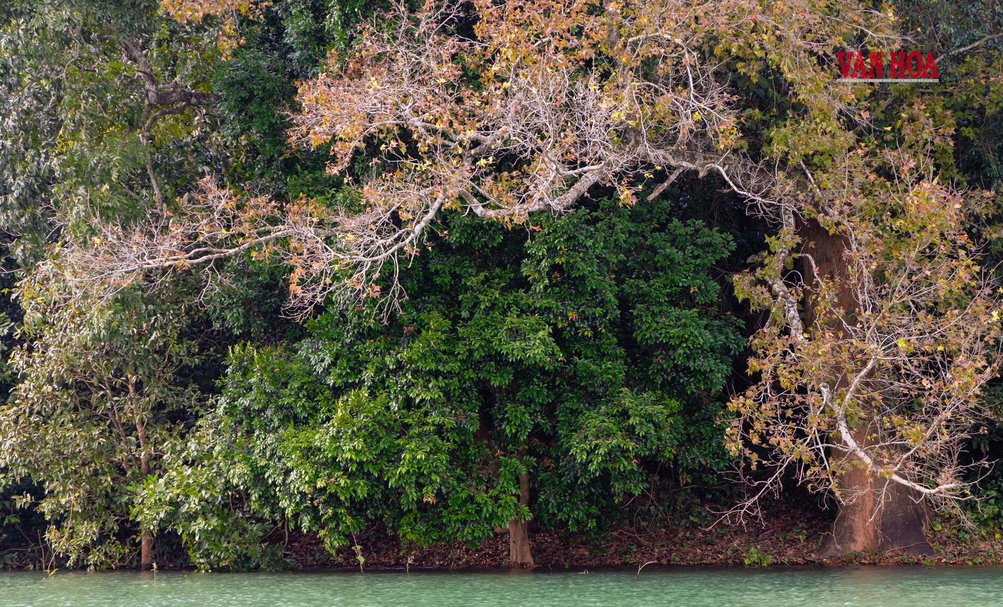Mãn nhãn với mùa phong hương trút lá - ảnh 6