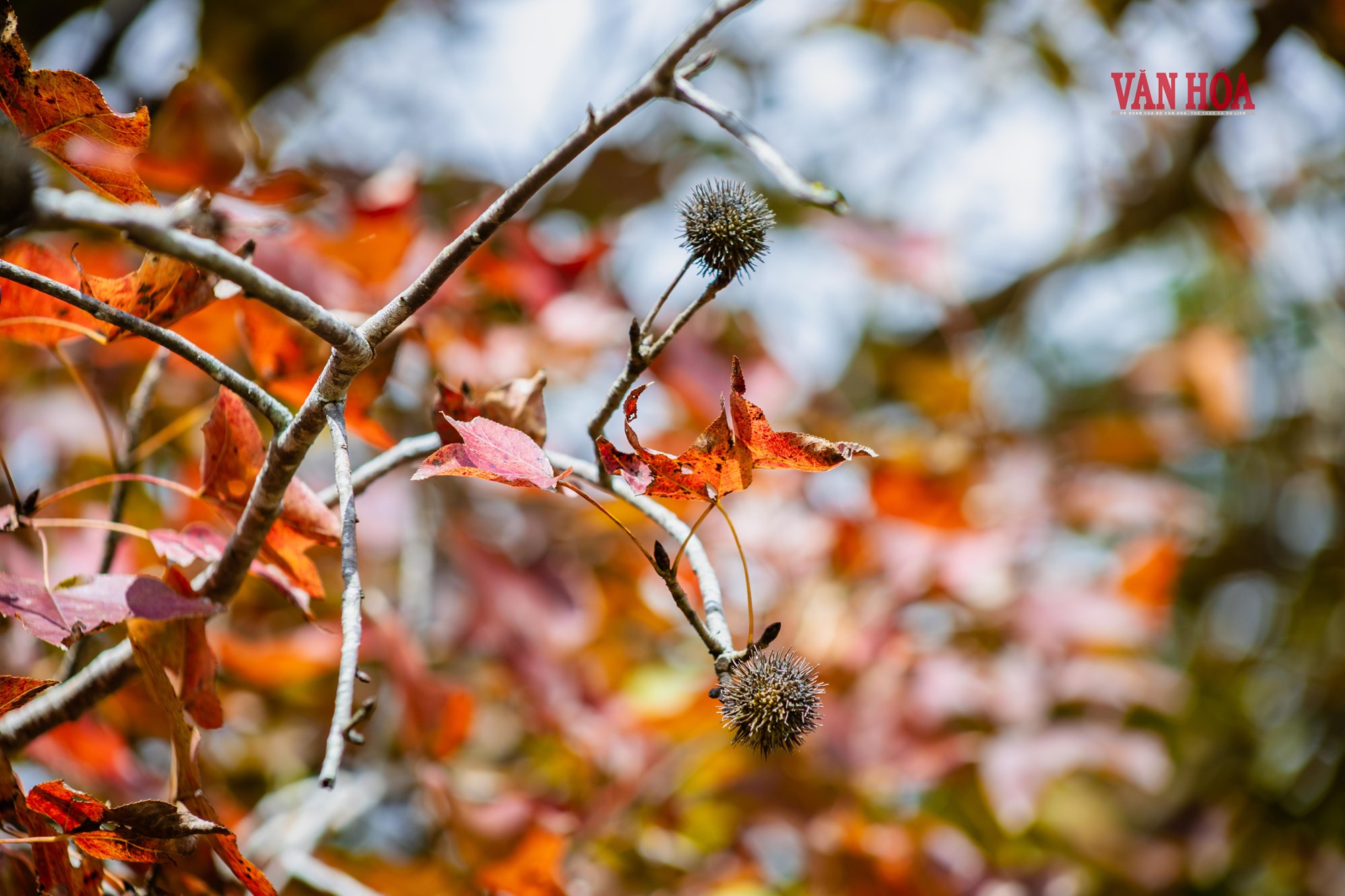 Mãn nhãn với mùa phong hương trút lá - ảnh 10