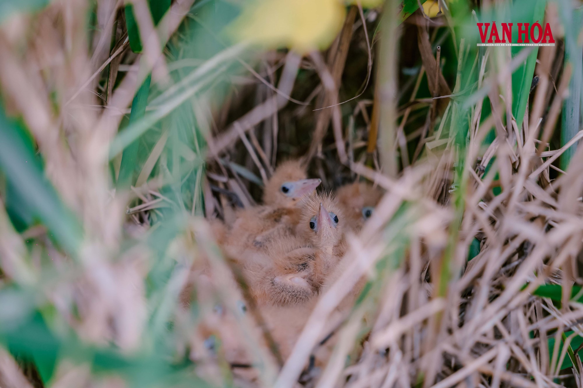 Từ ‘tử địa’ chim trời đến điểm hẹn du lịch trải nghiệm - ảnh 7