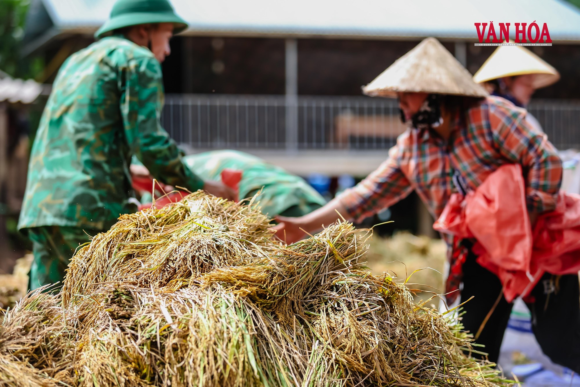 Mùa vàng nơi biên giới - ảnh 11