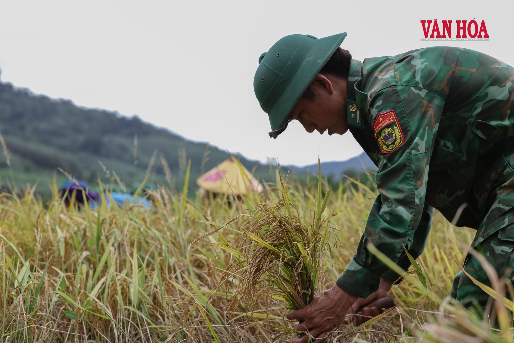 Mùa vàng nơi biên giới - ảnh 2