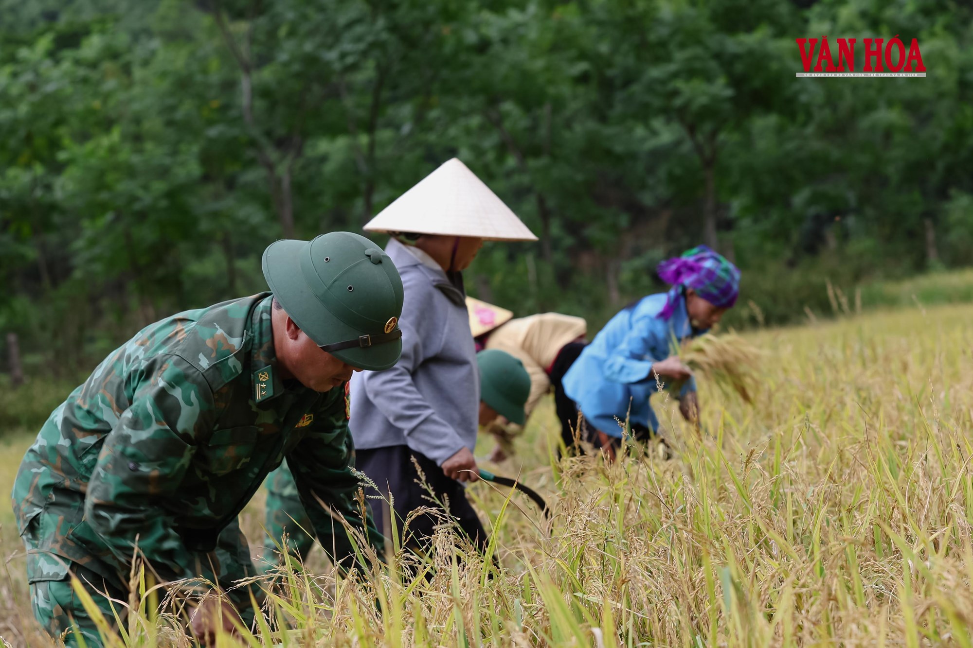Mùa vàng nơi biên giới - ảnh 3