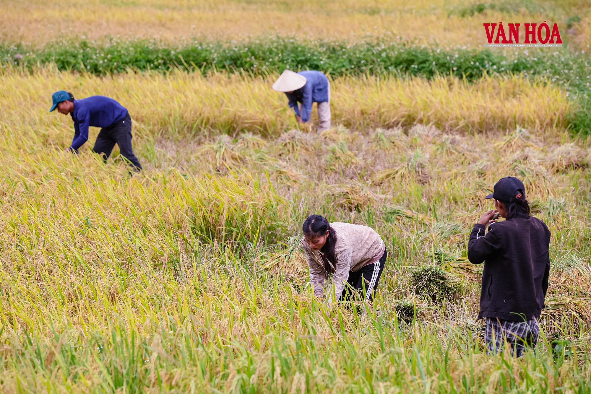 Mùa vàng nơi biên giới - ảnh 4