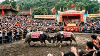 Lễ hội chọi trâu Hải Lựu: đậm đà bản sắc Việt