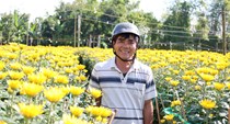 Hoa cúc Nghĩa Hiệp được mùa, được giá dịp Tết Nguyên đán