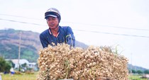 “Shipper” ruộng tỏi ở Lý Sơn tất bật chạy đua thời vụ