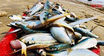 Cá trích dày đặc như “trải thảm”, ngư dân Hà Tĩnh trúng đậm chưa từng thấy